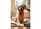 Pamper Your Pup Without Breaking the Bank