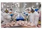 Frozen Chicken Breast Supplier for Riyadh, Jeddah & Gulf Markets