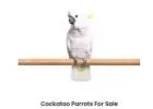 Parrots eggs and chicks for sale
