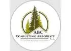 Tree Branch Support Systems