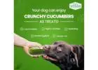 Best dog food in oud metha