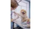 Pamper Your Pup Without Breaking the Bank