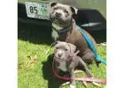 American Bully and American Pitbull Terrier Puppies for sale |