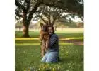 Healthy, Loyal King Shepherds for Adoption for – Blue Sea Shepherds