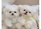 Pamper Your Pet with Gentle Grooming in Oviedo