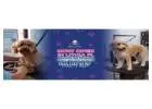 Complete Dog Grooming Services in Fishhawk