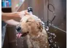 Refresh Your Pup with a Gentle Bath
