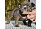 Pocket Bully for Sale – Compact Power with Big Personality