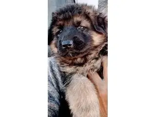 Premier King Shepherd Pups For Sale at Blue Sea Shepherds Premier King Shepherd Pups For Sale at Blue Sea Shepherds