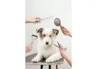 Book Your Pet Grooming Session Today