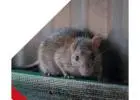 Rodent Control Perth