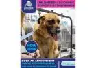 Discover premium Dog Grooming Packages Dunedin with one-on-one care