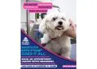 Affordable Dog Grooming in Dunedin Without Cutting Corners on Care