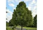 Redmond American Linden Tree