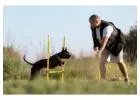SEO for Pet Training Schools | Bark Up the Right Tree | Kashtbhanjan Digital
