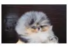 Purebred Pomeranian Puppies for sale!