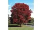Autumn Blaze® Maple Tree for Sale | Fast-Growing, Fiery Fall Color | Free Delivery & Planting