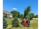 Redmond American Linden Tree