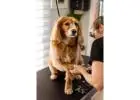 See photos Dog Salon - Dog Grooming Pagewood