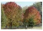 Shop Evergreen Trees Online | Evergreen Trees with Delivery, Planting & 1-Year Warranty