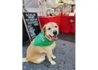 Artificial Preservative Free Dog Treats