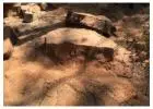 Large Stump Removal Sydney - Northern Beaches Garden & Trees