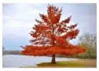 Bald Cypress Tree | Buy Online with Free Delivery & Planting