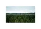 Shop Evergreen Trees Online | Evergreen Trees with Delivery
