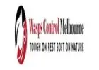 Wasp Inspection Melbourne